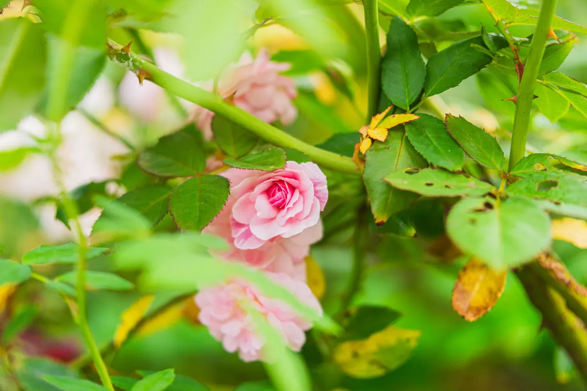 How to Plant Bare-Root Roses in Autumn: A UK Guide